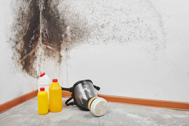 Best Toxic Mold Removal  in Bernie, MO