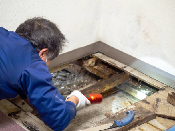 Best Black Mold Removal  in Bernie, MO