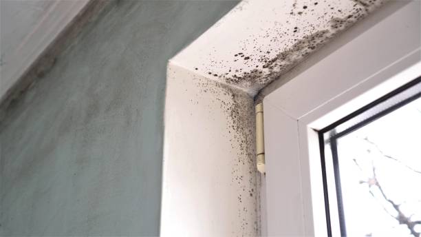 Best Mold Damage Repair  in Bernie, MO