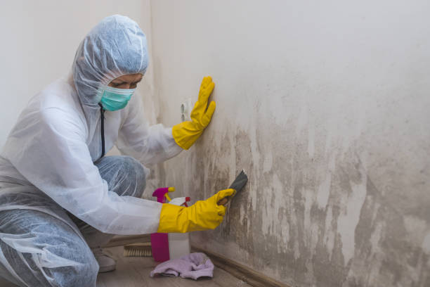 Best Commercial Mold Removal  in Bernie, MO