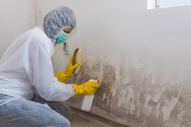 Best Residential Mold Removal  in Bernie, MO
