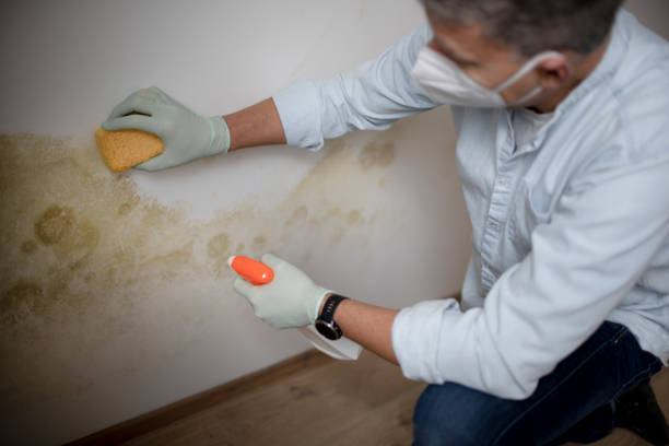 Best Mold Removal Near Me  in Bernie, MO