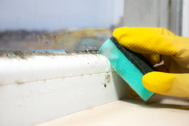 Certified Mold Removal in Bernie, MO