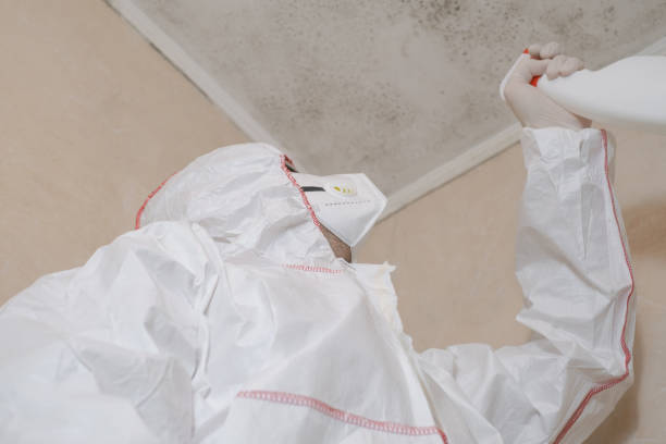 Best Mold Testing  in Bernie, MO