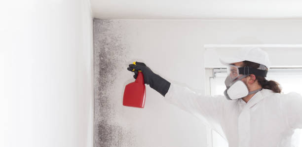 Crawl Space Mold Removal in Bernie, MO