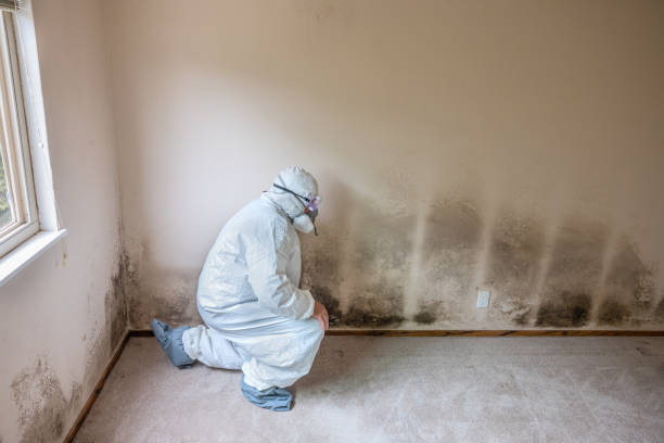 Best Mold Inspection  in Bernie, MO